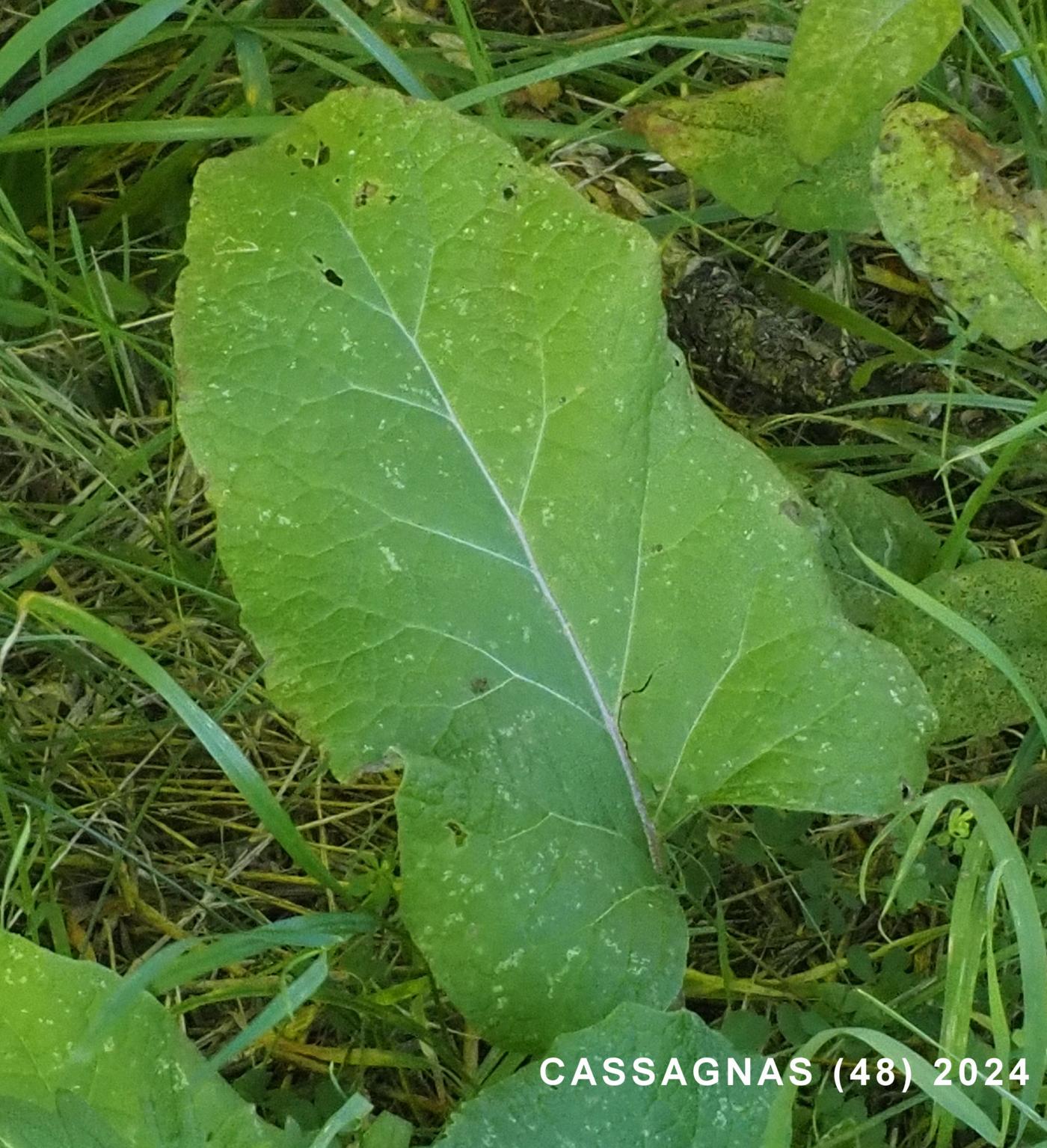 Burdock, Common leaf